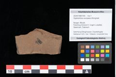 Foto (Objekt + Etikett) von Glyptostrobus europaeus Brongniart (NHMW-GEO-2024-0188-0166)